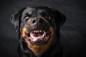 Waukesha dog bite lawyer